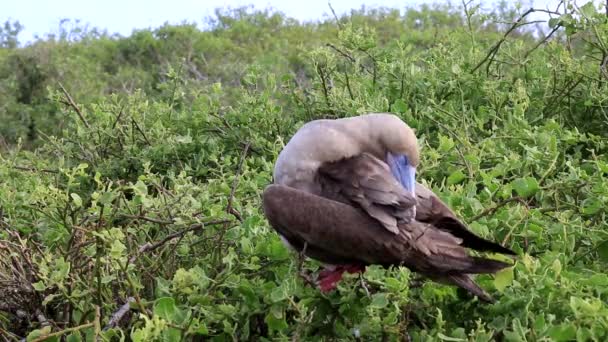 Kırmızı Paçalı Sümsük Sula Sula Genovesa Adası Galapagos Milli Parkı — Stok video