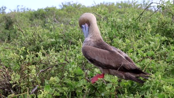 Damat Genovesa Adası Galapagos Milli Parkı Ekvador Kırmızı Paçalı Sümsük — Stok video