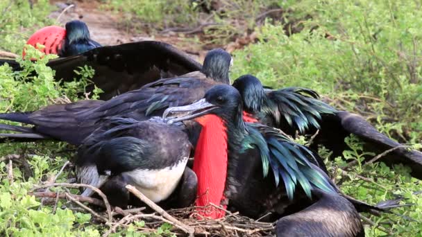 Grandes Frigatebirds Masculinos Femininos Sentados Ninho Ilha Genovesa Parque Nacional — Vídeo de Stock