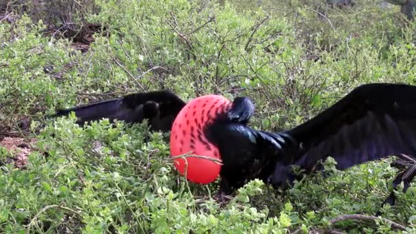 男性オオグンカンドリは ヘノベサ島 エクアドル ガラパゴス国立公園の表示 — ストック動画