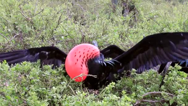 Чоловіче Великий Фрегат Відображення Genovesa Острів Галапагоських Національний Парк Еквадор — стокове відео