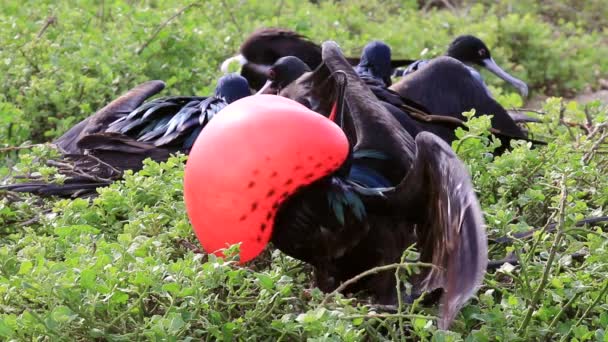 Great Frigatebird Masculino Exibindo Ilha Genovesa Parque Nacional Galápagos Equador — Vídeo de Stock