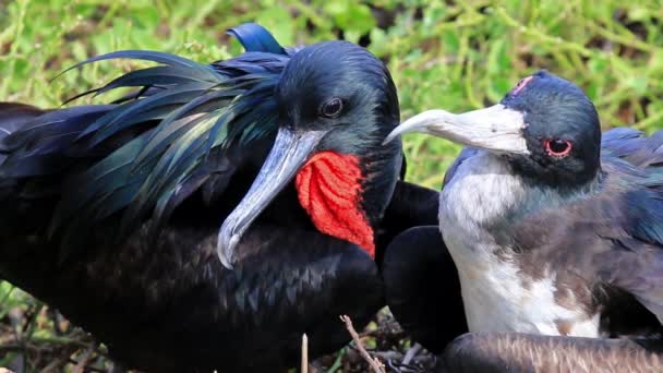 Grandes Frigatebirds Masculinos Femininos Sentados Ninho Ilha Genovesa Parque Nacional — Vídeo de Stock