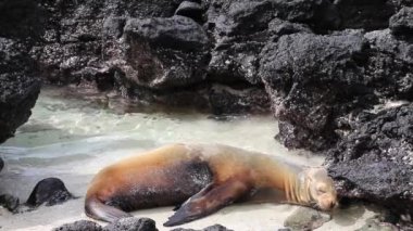 Galapagos deniz aslanı sahilde Genovesa Adası, Galapagos Milli Parkı, Ecuador