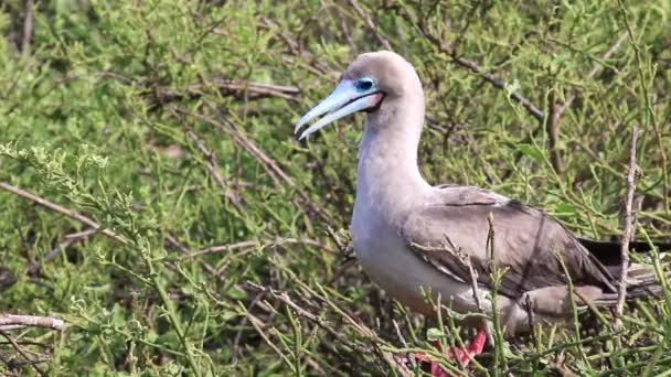 Červená Nohy Útěchy Sula Sula Genovesa Ostrově Národního Parku Galapágy — Stock video