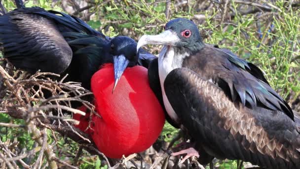 Grandes Frigatebirds Masculinos Femininos Sentados Ninho Ilha Genovesa Parque Nacional — Vídeo de Stock