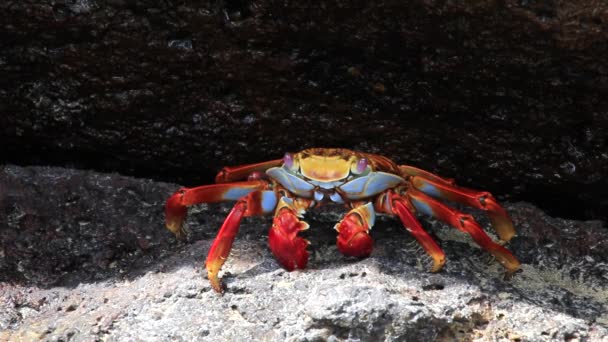 Sally Lightfoot Krab Grapsus Grapsus Ostrově Genovesa Národním Parku Galapágy — Stock video