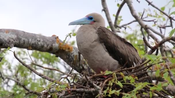 Roodpootgent Sula Sula Zittend Een Nest Genovesa Eiland Galapagos Nationaal — Stockvideo