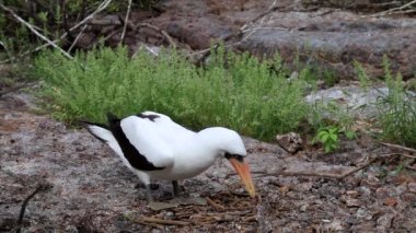 Genovesa Adası, Galapagos Ulusal Parkı, Ekvador 'da Erkek Nazca Booby (Sula granti)