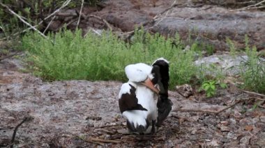 Nazca Genovesa adada, Galapagos Milli Parkı, Ekvador damat bubi (Sula granti)