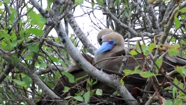 Пара Вугільна Міни Сидячи Гніздо Genovesa Острів Галапагоських Національний Парк — стокове відео