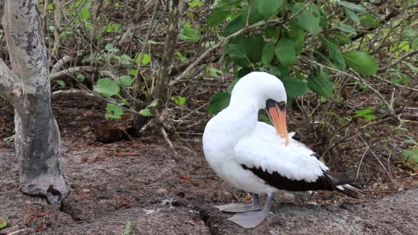 Nazca Genovesa Adada Galapagos Milli Parkı Ekvador Damat Bubi Sula — Stok video