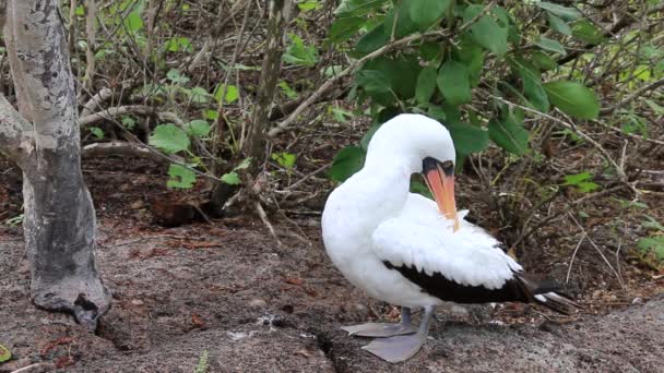 Nazca Booby Sula Granti Verzorgen Genovesa Eiland Galapagos Nationaal Park — Stockvideo