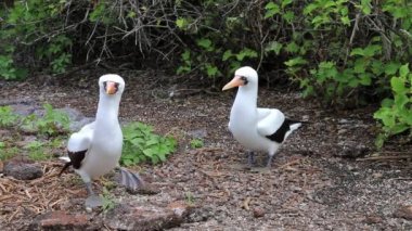 Nazca Memeleri çiftleşme ritüeli yapıyor, Genovesa Adası, Galapagos Ulusal Parkı, Ekvador