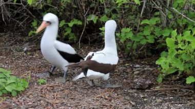 Nazca Memeleri çiftleşme ritüeli yapıyor, Genovesa Adası, Galapagos Ulusal Parkı, Ekvador