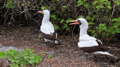 Nazca memeler (Sula granti) üzerinde yuva, Genovesa Adası, Galapagos Milli Parkı, Ecuador