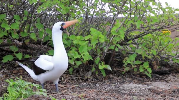 厄瓜多尔加拉帕戈斯国家公园Genovesa岛的Male Nazca Booby Sula Granti — 图库视频影像