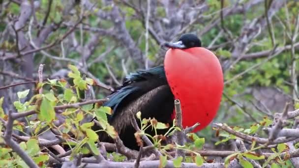 Macho Gran Fragata Fregata Minor Isla Genovesa Parque Nacional Galápagos — Vídeos de Stock