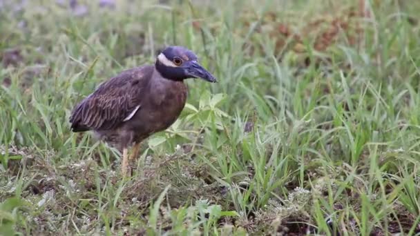 Garza Amarilla Coronada Isla Genovesa Parque Nacional Galápagos Ecuador — Vídeos de Stock