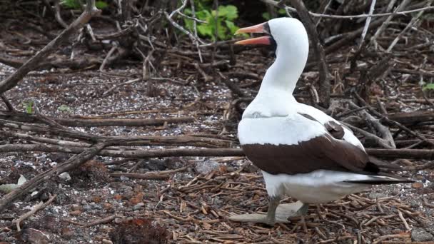 Nazca Booby Sula Granti Genovesa Island Galapagos National Park Ecuador — Stock Video