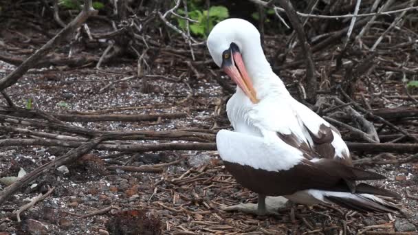 Nazca Sprengkopf Sula Granti Pflegt Auf Der Insel Genovesa Galapagos — Stockvideo