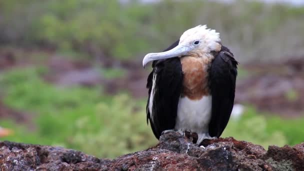 Chick Great Frigatebird Fregata Minor Isla Genovesa Parque Nacional Galápagos — Vídeo de stock