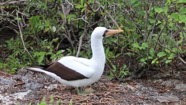 Manliga Nazca Booby Sula Granti Visar Genovesa Island Galapagos Nationalpark — Stockvideo