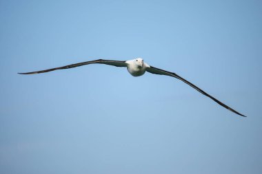 Kuzey Kraliyet Albatross uçuş, Taiaroa Başkanı, Otago Yarımadası, Yeni Zelanda. Taiaroa Head 'deki Albatross kolonisi, ikamet edilen bir anakara üzerindeki tek koloni.