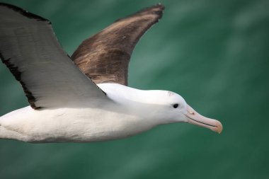 Uçuş Kuzey kraliyet albatros yakın görünümü, Taiaroa Head, Otago Yarımadası, Yeni Zelanda. Taiaroa Head'deki albatros kolonisi, anakaradaki tek kolonidir..