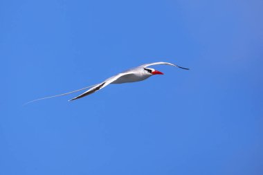 Kırmızı gagalı Tropik kuşu (Phaethon aethereus) uçuş Espanola Adası Galapagos Milli Parkı, Ecuador.