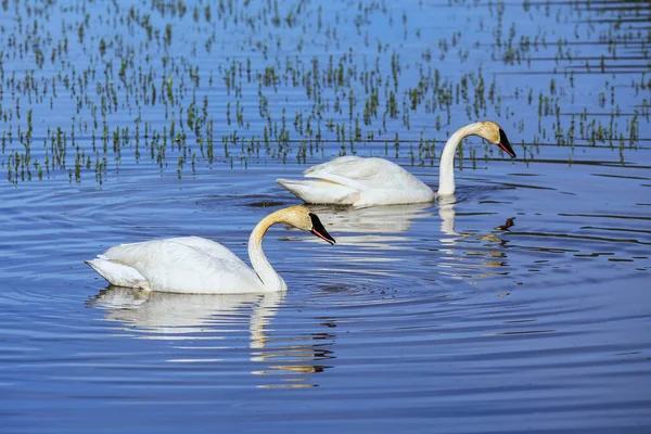 Trębacz Łabędzie Cygnus Policzkowy Parku Narodowym Yellowstone Wyoming Stany Zjednoczone — Zdjęcie stockowe