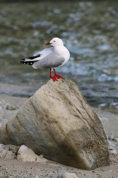 Kaikoura Yarımadası, South Island, Yeni Zelanda bir kayaya oturan kırmızı gagalı martı. Yeni Zelanda için yerel bir kuştur.
