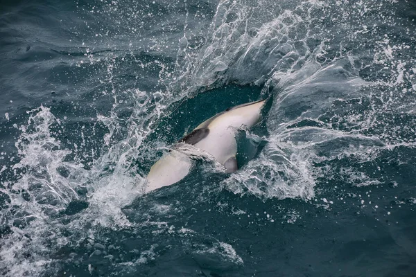 Delfín Oscuro Jugando Océano Cerca Kaikoura Nueva Zelanda Kaikoura Destino — Foto de Stock