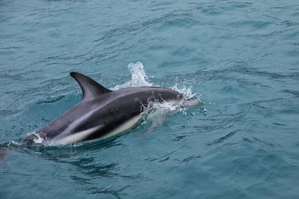 Dämmerung Delfinschwimmen Vor Der Küste Von Kaikoura Neuseeland Kaikoura Ist — Stockfoto