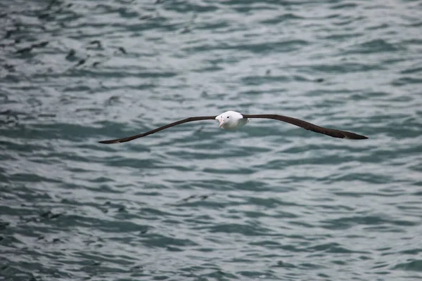 Northern Royal Albatross Tijdens Vlucht Timajo Head Otago Peninsula Nieuw — Stockfoto