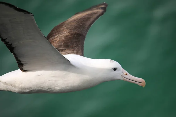 Close Kilátás Északi Királyi Albatrosz Repülés Taiaroa Head Otago Félsziget — Stock Fotó