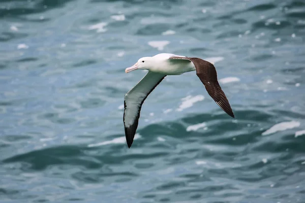 Northern Royal Albatross Flight Taiaroa Head Otago Peninsula New Zealand — Stock Photo, Image