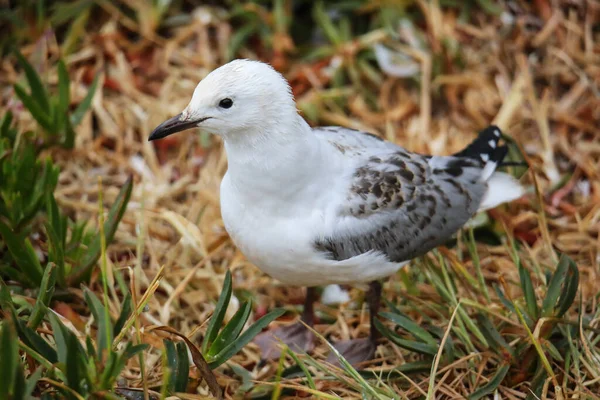 Gaivota Bico Vermelho Juvenil Taiaroa Head Otago Peninsula Nova Zelândia — Fotografia de Stock