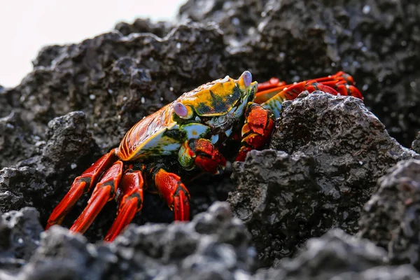 Sally Lightfoot Crab Grapsus Grapsus Ilha Espanola Parque Nacional Galápagos — Fotografia de Stock