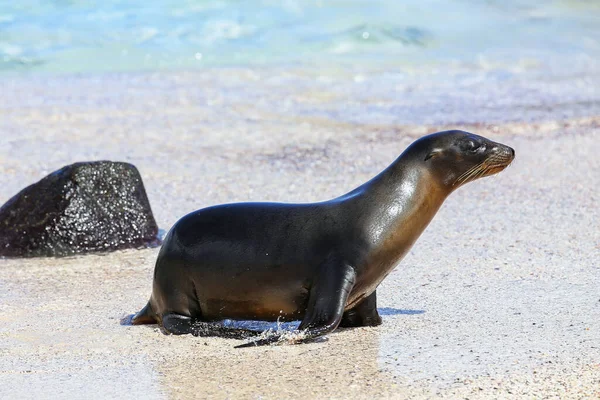 Otarie Des Galapagos Sur Plage Île Espanola Parc National Des — Photo