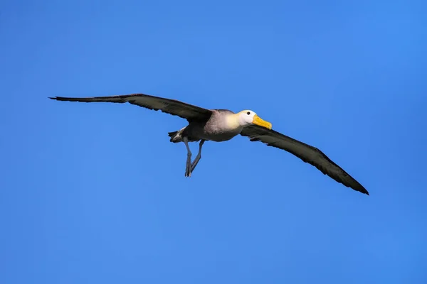 エスパニョーラ島 エクアドル ガラパゴス国立公園のフライトでアルバトロス Phoebastria Irrorata を振った エスパニョーラ島に主にガラパゴスアホウドリ品種 — ストック写真