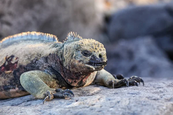 Weergave Van Marine Iguana Amblyrhynchus Cristatus Espanola Eiland Galapagos Nationaal — Stockfoto