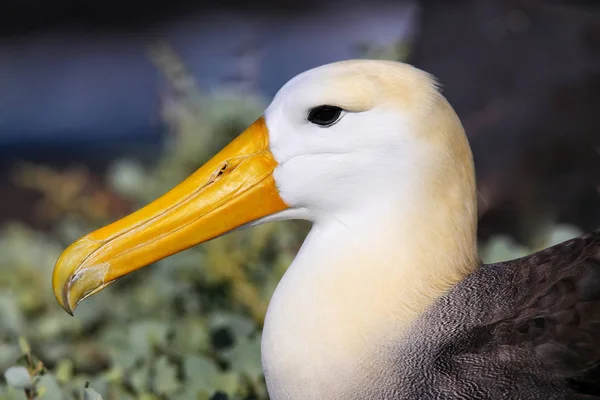 Retrato Del Albatros Ondulado Phoebastria Irrorata Isla Española Parque Nacional — Foto de Stock