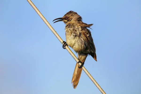 Motorháztető Mockingbird Mimus Macdonaldi Néven Tartották Számon Espanola Szigeten Galapagos — Stock Fotó