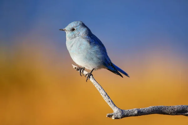 Mężczyzna Góra Bluebird Sialia Currucoides Siedzi Patyku — Zdjęcie stockowe