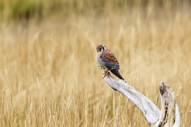 Amerikalı bir ağaç kütüğü üzerinde oturan kerkenez (Falco sparverius)