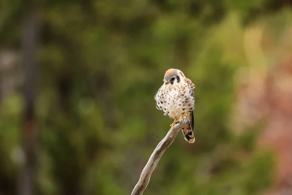 Crécerelle Amérique Falco Sparverius Assis Sur Bâton — Photo