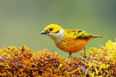Kosta Rika 'da bir dalda oturan gümüş boğazlı tanager (Tangara icterocephala)