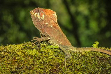 Kosta Rika 'da bir kütüğün üzerinde oturan erkek pürüzsüz başlıklı iguana (Corytophanes cristatus)