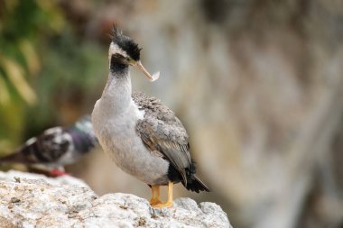 Taiaroa Head, Otago Yarımadası, Yeni Zelanda'da benekli tüylü (Phalacrocorax punctatus). Yeni Zelanda'ya endemiktir..